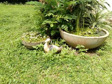 The image depicts a serene garden scene featuring two large planters with water and plants, situated on a lush grassy area with a small ceramic duck ornament nearby.