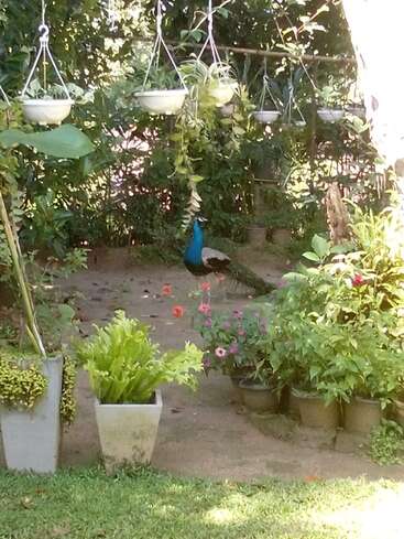 Das Bild zeigt eine ruhige Gartenszene mit einem Pfau inmitten von Topfpflanzen und Hängekörben. Üppiges Grün und leuchtende Blumen schaffen eine friedliche Atmosphäre.