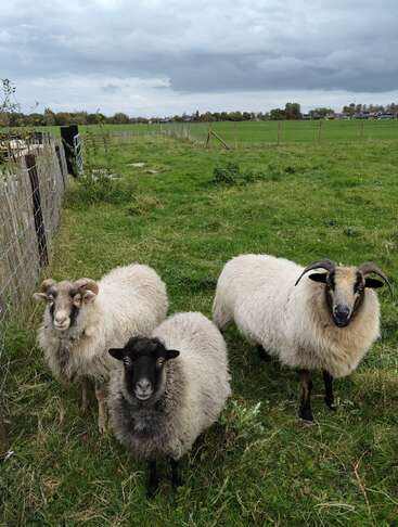 Trois moutons à la laine épaisse se tiennent dans un champ herbeux, près d'une clôture. Le ciel est nuageux et des fermes sont visibles à l'arrière-plan.