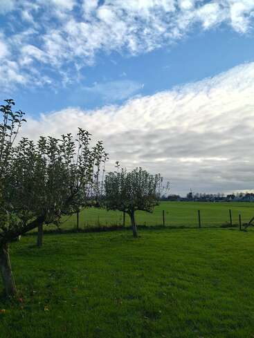 L'image montre un champ vert paisible avec quelques arbres courts, une clôture au loin et un ciel bleu partiellement nuageux au-dessus de la tête.