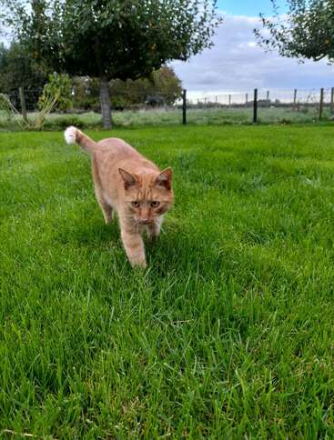 Un chat roux marche sur l'herbe verte d'une arrière-cour. Des arbres et une clôture bordent l'arrière-plan sous un ciel bleu nuageux, créant une scène paisible.