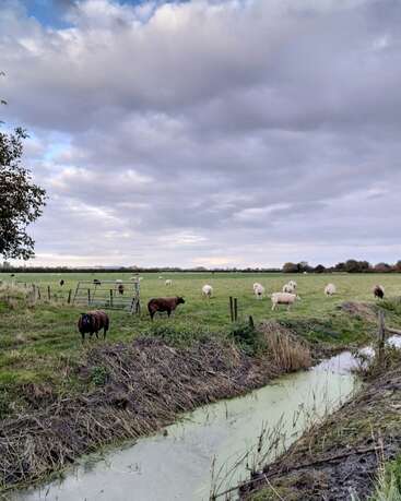 Une scène rurale paisible montre des moutons broutant dans un champ vert sous un ciel nuageux, avec un petit ruisseau au premier plan et un portail métallique à proximité.
