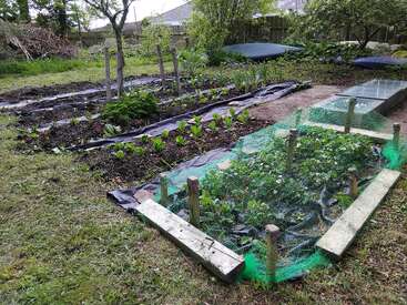 This image shows a backyard vegetable garden with multiple planted rows, covered soil, and a netted section, surrounded by trees, grass, and a wooden fence.