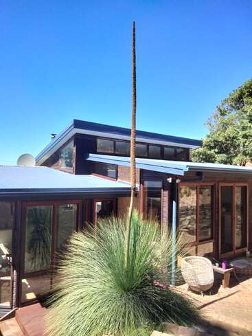 A tall grass tree with a long flower spike stands in a sunny courtyard beside a modern house, surrounded by glass windows, patio furniture, and blue sky.