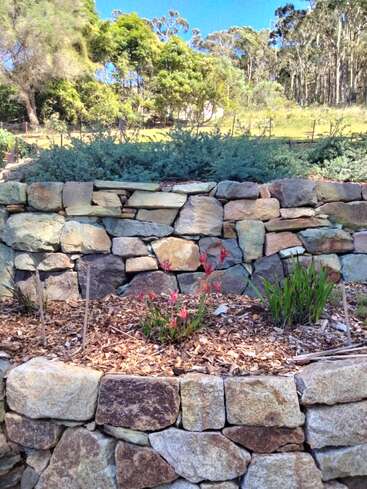 Three tiers of stone retaining walls with woodchip mulch garden beds, red flowers, green shrubs, and a backdrop of dense trees under a bright blue sky.