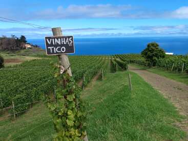 A lush vineyard stretches towards the deep blue sea under a bright sky. A wooden sign reads "VINHAS TICO." Rolling hills and greenery surround the scene.