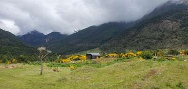 A small cabin sits amidst green fields and yellow wildflowers, surrounded by lush mountains under a cloudy sky. A solitary bare tree stands in the foreground.