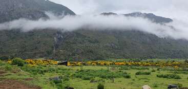 A beautiful landscape featuring green fields, yellow wildflowers, a small cabin, and misty mountains partially covered by low-hanging clouds under an overcast sky. Peaceful and serene.