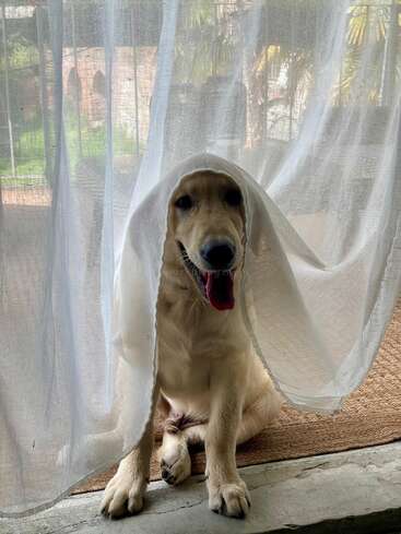 Un golden retriever espiègle est assis près de la porte, joliment drapé dans un rideau blanc vaporeux, la langue pendante, tandis que la lumière du soleil inonde la pièce derrière lui.