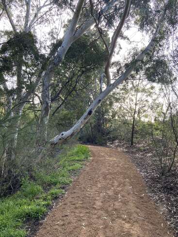 Ein gewundener Feldweg schlängelt sich durch einen ruhigen Wald. Hohe Eukalyptusbäume wölben sich über dem Boden, durch die das Sonnenlicht fällt, und schaffen eine friedliche, natürliche Atmosphäre zum Wandern.