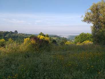 A imagem retrata uma paisagem serena com um campo de flores amarelas, árvores e colinas ondulantes sob um céu azul com nuvens brancas.