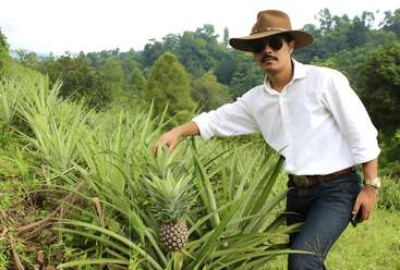 A man wearing a white shirt, hat, sunglasses, and jeans stands in a pineapple field, touching a pineapple plant, surrounded by green foliage and trees.