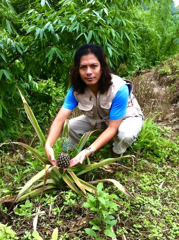 A person with long hair, wearing a blue shirt and tan vest, is crouched, holding a small pineapple plant in a lush, green outdoor setting.
