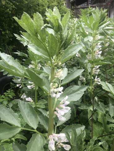 Plantas verdes altas com folhas largas e cachos de pequenas flores brancas claras crescem densamente em um jardim exuberante, cercado por uma folhagem rica e vegetação natural.