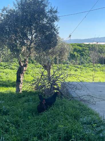 Zwei schwarze Hühner suchen an einem sonnigen Tag im saftigen grünen Gras unter Olivenbäumen nach Futter, neben einem Haufen Äste und einem Betonweg.
