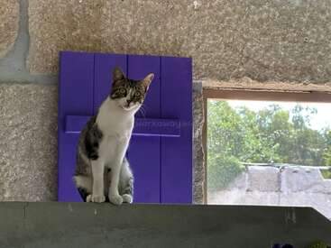 Un chat curieux est assis sur un rebord à l'intérieur d'un bâtiment en pierre, devant un volet de fenêtre violet, la lumière du soleil passant à travers une fenêtre voisine.