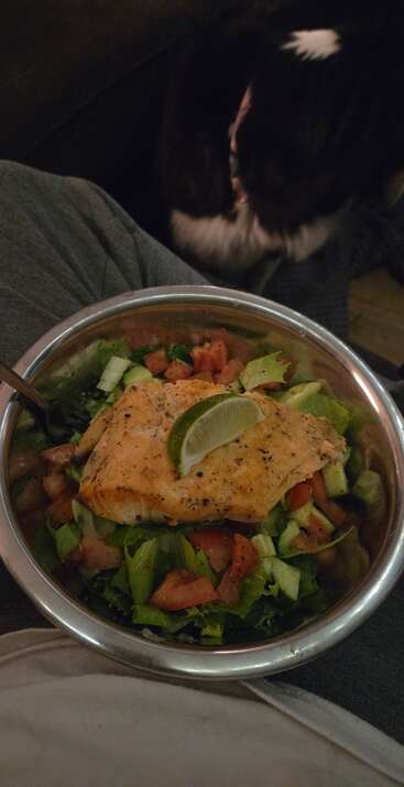 In einer Metallschüssel liegt ein frischer Salat mit Salat, Tomate, Gurke, gewürztem Lachs und einer Limettenscheibe. Eine schwarz-weiße Katze sitzt daneben.