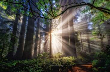 Sunlight beams dramatically through towering forest trees, illuminating vibrant green ferns and leaves. A peaceful, enchanting atmosphere radiates, highlighting the serene beauty of untouched nature.