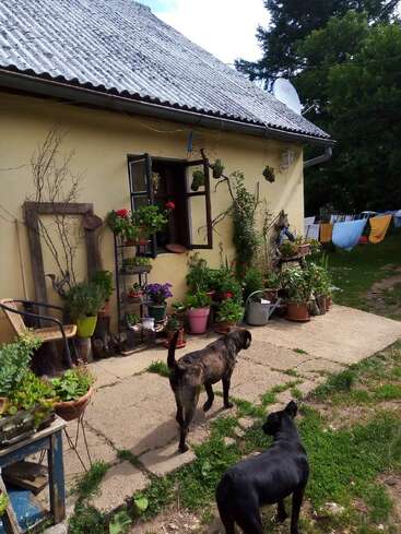 Uma casa aconchegante com vasos de plantas na porta, dois cachorros no caminho, roupa secando lá fora e árvores dando sombra ao fundo.