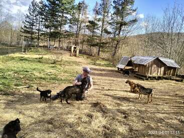 A imagem mostra um homem ajoelhado em um quintal, cercado por cinco cães, com uma estrutura de madeira e árvores visíveis ao fundo em um dia ensolarado.