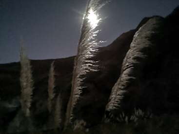 A grama alta dos pampas brilha em prata sob a luz da lua, em meio a montanhas escuras e sombrias. O céu noturno parece claro e sereno, realçando a atmosfera pacífica e etérea.