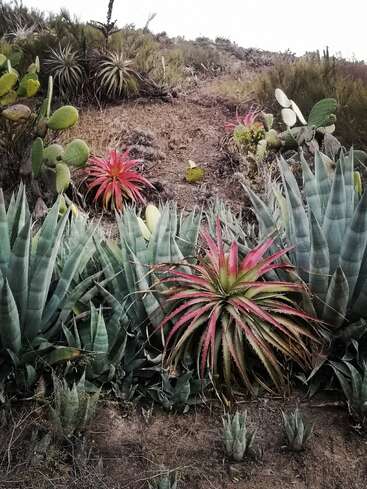 Uma encosta repleta de vários cactos e suculentas, incluindo agave e pera espinhosa, apresenta plantas vermelhas e verdes impressionantes, criando uma paisagem vibrante no deserto.