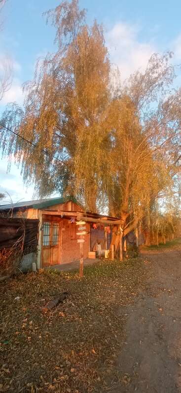 A imagem retrata uma cena serena de uma árvore com folhas verdes exuberantes, tendo como pano de fundo um céu azul claro, evocando uma sensação de paz e tranquilidade.