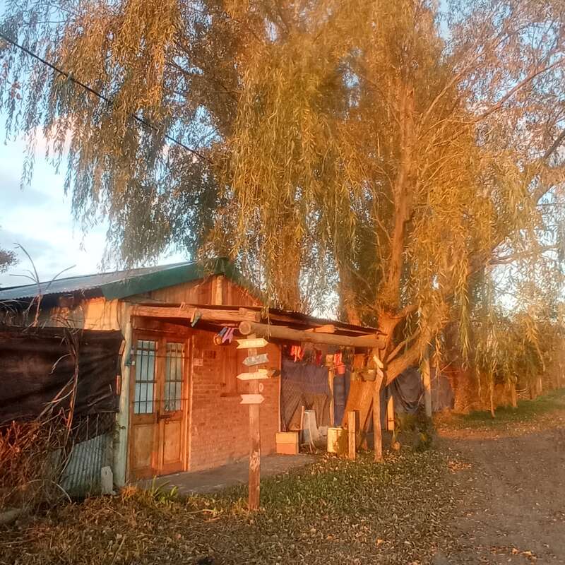 Das Bild zeigt einen Baum mit üppigen grünen Blättern vor dem Hintergrund eines klaren blauen Himmels, der ein Gefühl von Frieden und Ruhe hervorruft.