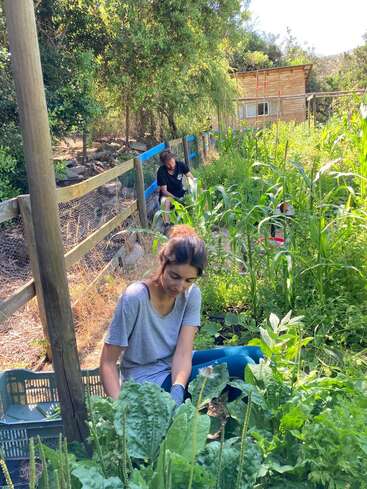 Duas pessoas estão cuidando do jardim em uma horta verde e exuberante. A luz do sol passa pelas árvores próximas. Você pode ver uma cerca de madeira e um pequeno galpão de madeira ao fundo.