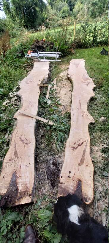 Two large, freshly cut wooden planks lie on the grass. A chainsaw is seen above them, with a dog sniffing near the lower edge.