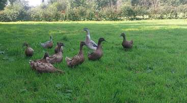 A group of nine ducks stands and walks on a lush green grassy field, surrounded by trees and sunlight, enjoying a peaceful, natural outdoor environment together.