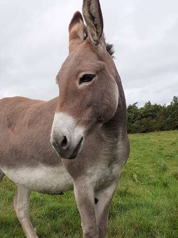 A close-up of a brown donkey standing on green grass. The donkey looks calm, with one ear up, under a cloudy sky, and trees behind.