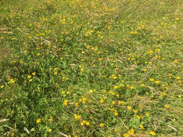 A sunlit meadow filled with tall green grass and scattered vibrant yellow wildflowers. The scene is natural, peaceful, and bursting with the colors of summer.