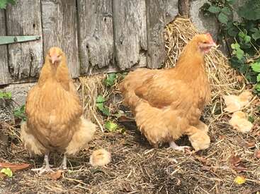 This image shows two buff-colored hens and several fluffy yellow chicks on the ground in front of a weathered wooden fence with straw and greenery.