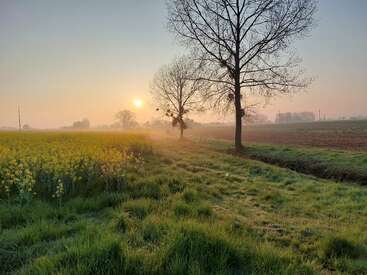 A peaceful countryside scene at sunrise, with golden sunlight casting over green grass, blooming yellow flowers, bare trees, and a gentle mist in the distance.