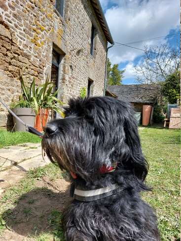 A black, shaggy dog sits outside a rustic stone house on a sunny day. Green plants, a blue sky, and fluffy clouds complete the scene.