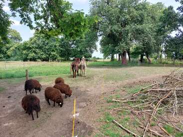 A peaceful farm scene shows five brown sheep grazing in the foreground, two camels standing behind them, surrounded by trees, grass, and a pile of branches.