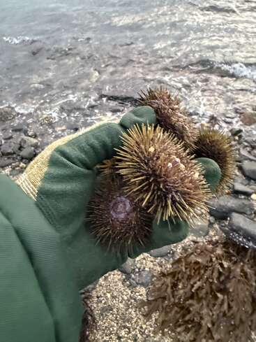A gloved hand holds several spiky sea urchins above rocky shorelines beside the ocean, with seaweed visible on the ground and waves in the background.