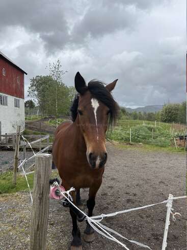 Ein braunes Pferd mit einem weißen Streifen steht an einem bewölkten Tag neben einem Zaun, neben einer roten Scheune auf einem ländlichen Bauernhof, umgeben von Grün und Hügeln.