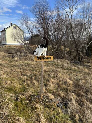 Eine schwarz-weiße Katze steht auf einem „Nystedet“-Schild auf einer Wiese. Unter dem blauen Himmel sind kahle Bäume und ein helles Haus zu sehen.