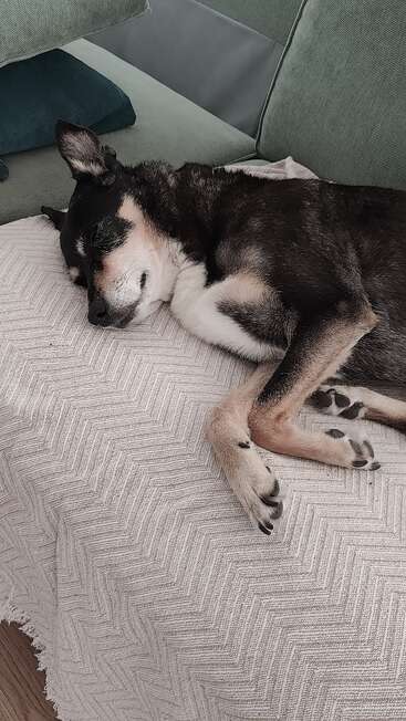Um cachorro preto e marrom está dormindo tranquilamente em um cobertor branco texturizado, deitado confortavelmente em um sofá macio com almofadas verdes ao fundo.