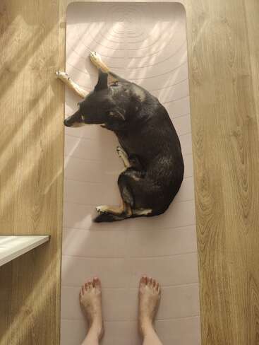 Ein schwarzer Hund liegt auf einer Yogamatte, während am Ende die nackten Füße einer Person stehen. Das Sonnenlicht fällt auf einen Holzboden. Friedliche Atmosphäre.