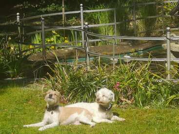 Dos perros están tumbados sobre la hierba verde, disfrutando del sol. Detrás de ellos hay una pequeña valla metálica, plantas frondosas y un tranquilo estanque de jardín.