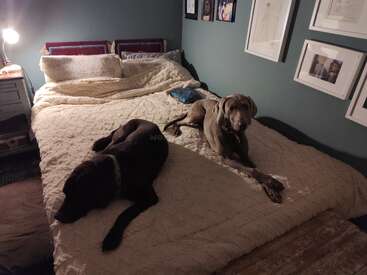 Deux chiens se prélassent sur un lit douillet et bien fait, dans une pièce baignée d'une lumière chaleureuse, avec des tableaux accrochés aux murs, créant une atmosphère calme et accueillante.