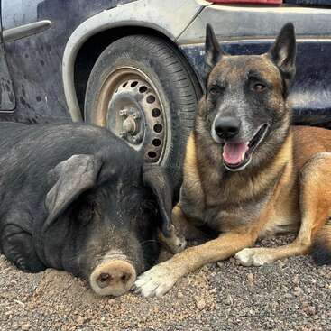 La imagen muestra a un cerdo y un perro tumbados en el suelo junto a un coche sucio, con el cerdo a la izquierda y el perro a la derecha.