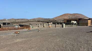 Cette image montre un paysage de ferme sec et rocailleux avec plusieurs chèvres en train de brouter et un cheval blanc près d'une écurie en bois. Des collines s'élèvent à l'arrière-plan.