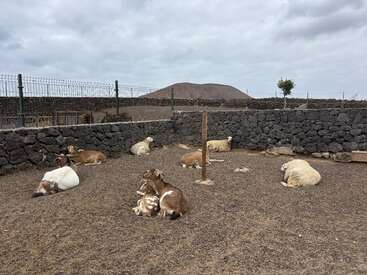 Un groupe de chèvres et de moutons se reposent sur le sol à l'intérieur d'un enclos aux murs de pierre, sous un ciel nuageux avec une montagne visible à l'arrière-plan.
