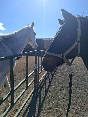 Deux chevaux, l'un blanc et l'autre noir, se tiennent de part et d'autre d'une clôture métallique sous un ciel clair et ensoleillé, leurs ombres se projetant sur le sol.