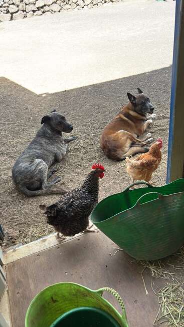 Deux chiens se détendent sur la terre battue à l'extérieur, paisiblement couchés l'un à côté de l'autre. Non loin de là, deux poules se tiennent près de seaux verts à l'intérieur d'une porte rustique, profitant de la journée.