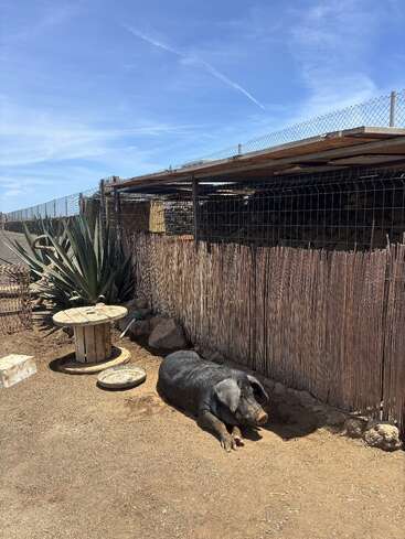 Un gros cochon noir est couché sur le sol près d'une clôture rustique en bois, d'une table à bobines et d'une plante d'agave, sous un ciel bleu vif avec des nuages ondulants.